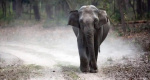 पश्चिम मिदनापुर जिले के एक गांव में हाथी ने मचाया तांडव