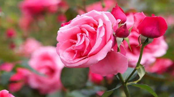 बेहद चमत्कारी है ‘गुलाब का टोटका’, धन प्राप्ति के साथ-साथ घर में रहती है हमेशा बरकत