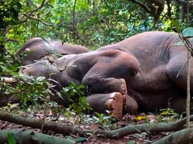 शराब पीकर गहरी नींद में सोये 24 मतवाले हाथी!