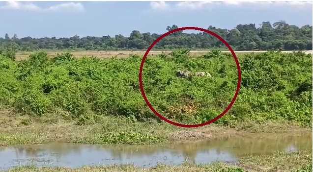 नेवड़ा चाय बागान में घुसा हाथियों का विशाल झुंड