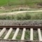 बिहार में अब रेल ट्रैक की हुई चोरी, दो किलोमीटर पटरी उखाड़कर ले गए चोर