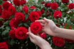 रविवार को आक, मंगलवार को गुलाब के फूल से करनी चाहिए पूजा …
