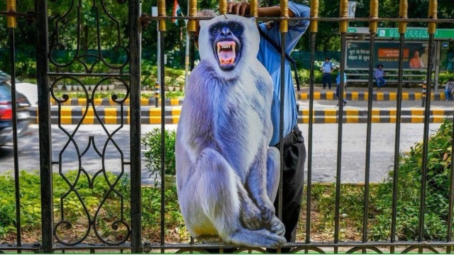 G20 Summit: Why were langur cutouts installed on the streets of Delhi? Know what is the reason.