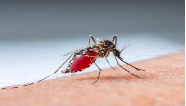 बरसात में डेंगू के इन लक्षणों को न करें इग्नोर, जानें सरल उपाय