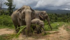अलीपुरद्वार में दर्दनाक हादसा, ट्रेन की चपेट में आए 3 हाथियों की हुई मौत